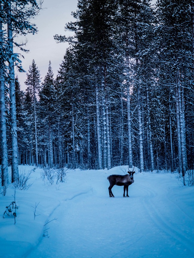 Reindeer on the ski track